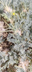 Astragalus nevadensis, photograph Santiago Martín-Bravo, CC BY, iNaturalist via GBIF