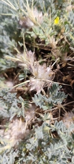Astragalus nevadensis, photograph Santiago Martín-Bravo, CC BY, iNaturalist via GBIF