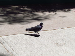 Columba livia domestica