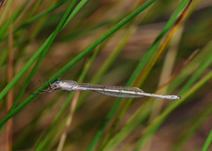 Austrolestes aridus