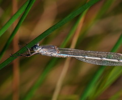 Austrolestes aridus