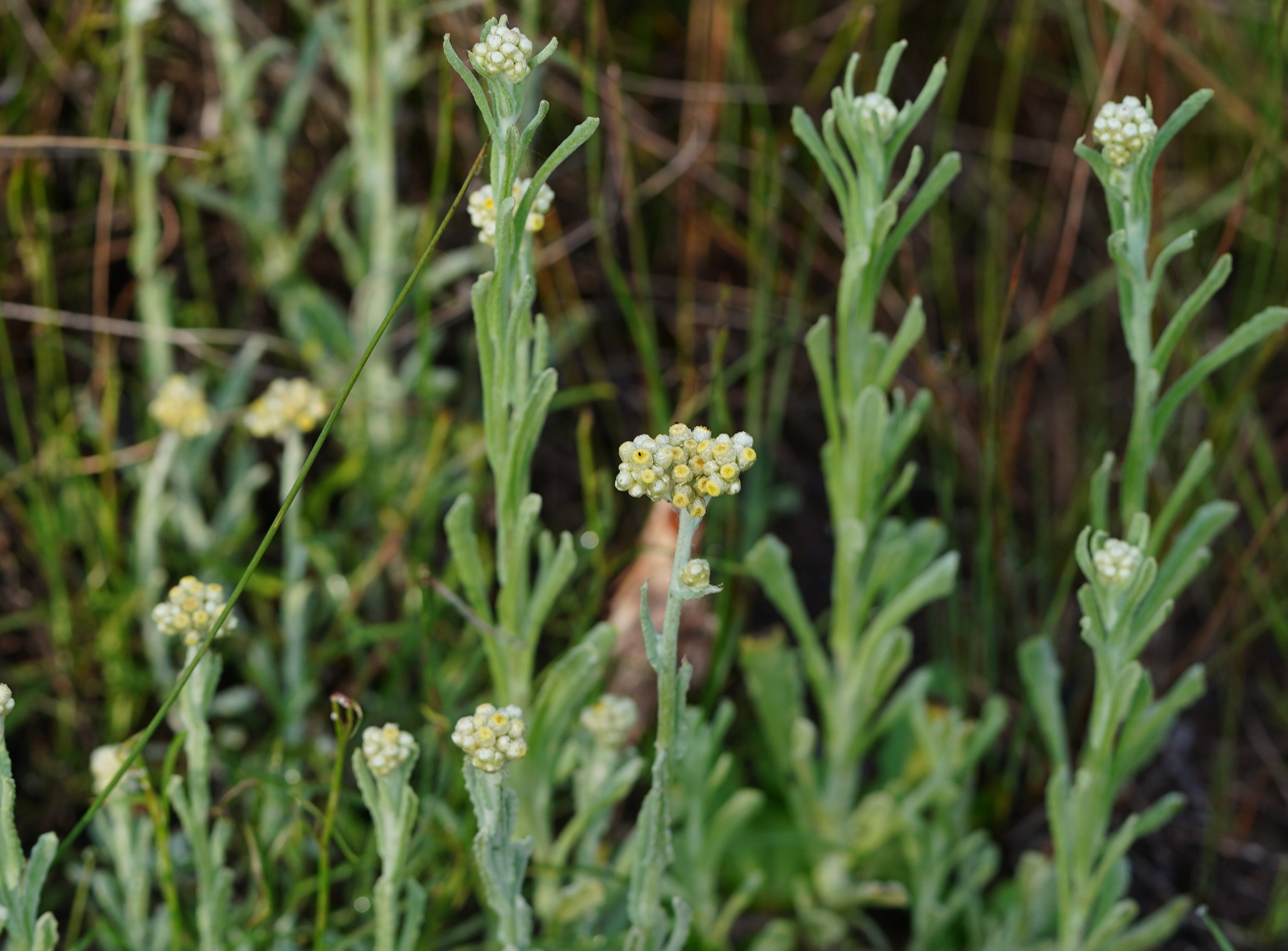Pseudognaphalium luteoalbum