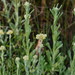 Jersey Cudweed - Photo (c) Reiner Richter, some rights reserved (CC BY-NC-SA), uploaded by Reiner Richter