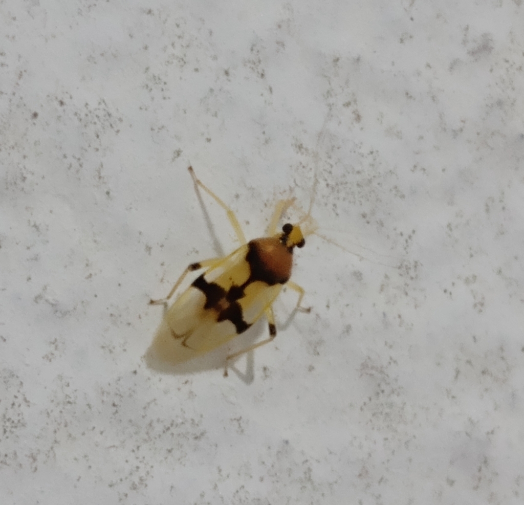 Eccritotarsus hyalinus