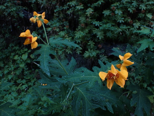 Loasa acanthifolia