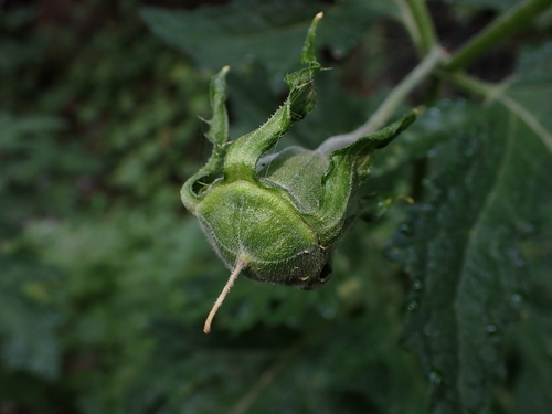 Loasa acanthifolia, photograph 4