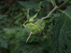 Nolan Exe, CC BY, iNaturalist via GBIF Loasa acanthifolia, photograph Nolan Exe, CC BY, iNaturalist via GBIF