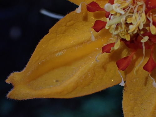 Loasa acanthifolia, photograph 3