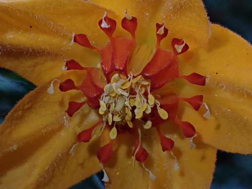 Loasa acanthifolia, photograph 2