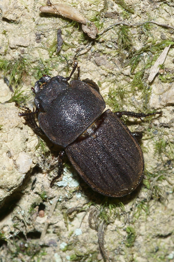 Geodorcus novaezealandiae
