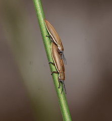 Eurispa albipennis