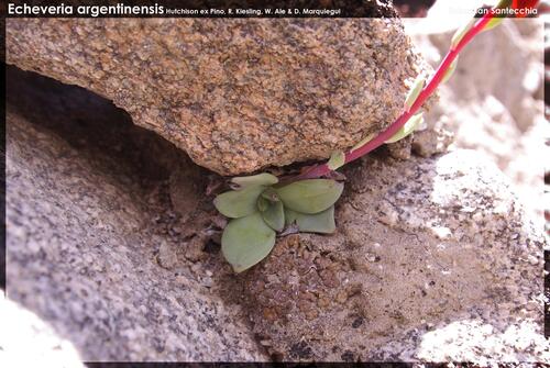 Echeveria argentinensis