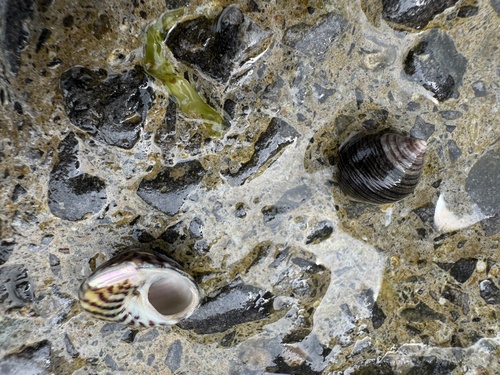 Steromphala umbilicalis