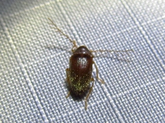 Ptilodactylidae