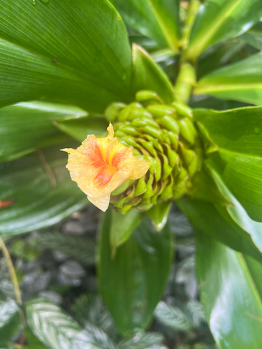 Costus guanaiensis observed 2024-02-05