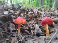 Hygrocybe cuspidata