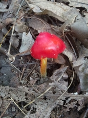 Hygrocybe cuspidata
