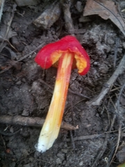 Hygrocybe cuspidata