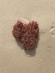 Clathria