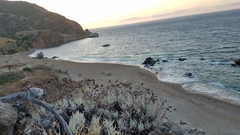 Dudleya virens hassei