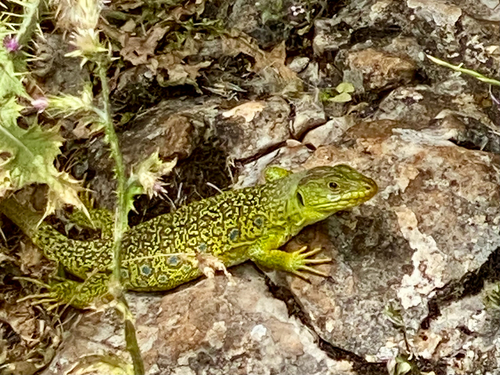 Avistamiento Lagarto ocelado (fardacho)