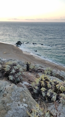 Dudleya virens hassei