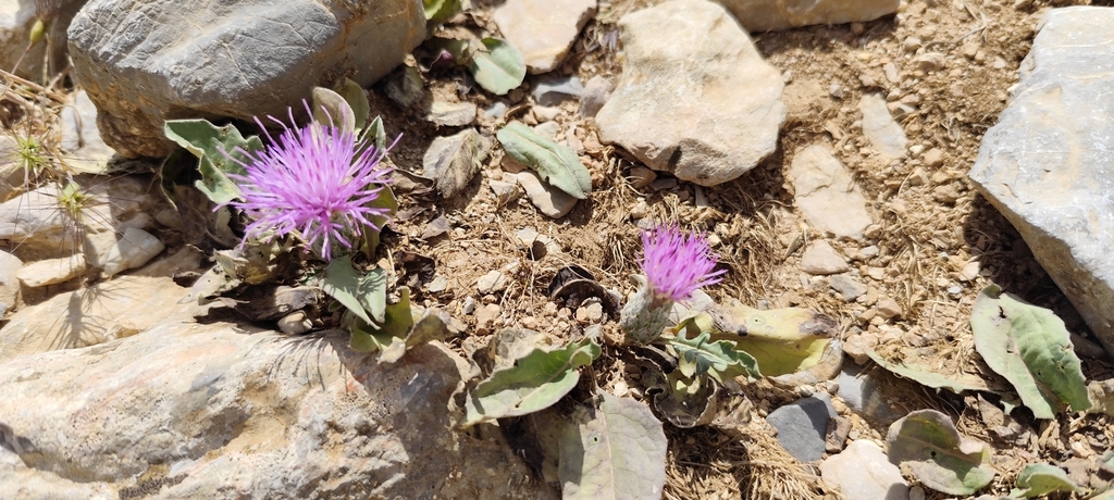 Klasea pinnatifida; photograph (c) Santiago Martín-Bravo, some rights reserved (CC BY)
