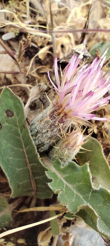 Klasea pinnatifida, photograph 2