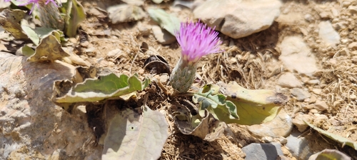 Klasea pinnatifida, photograph 4