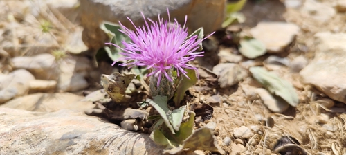 Klasea pinnatifida, photograph 5