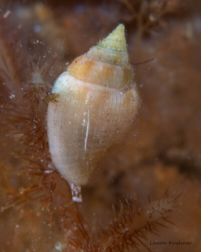 Columbella rusticoides observed 2025-06-24