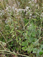 Symphyotrichum × tardiflorum