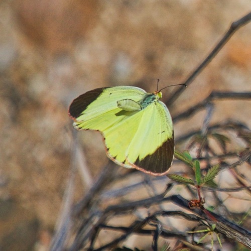 Little Yellow