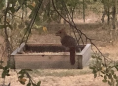 Cardinalis