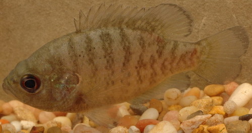 Lepomis symmetricus