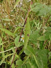 Symphyotrichum × tardiflorum