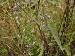 Symphyotrichum × tardiflorum