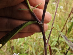 Symphyotrichum × tardiflorum