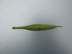 Symphyotrichum × tardiflorum