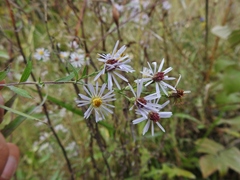 Symphyotrichum × tardiflorum