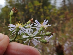 Symphyotrichum × tardiflorum