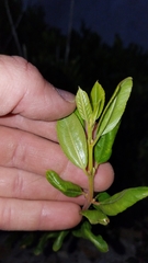 Rhamnus pirifolia