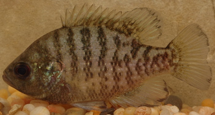 Bantam Sunfish (Lepomis symmetricus) · iNaturalist