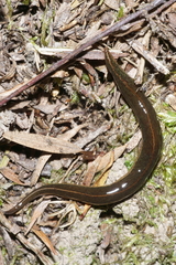 Australopacifica mariae