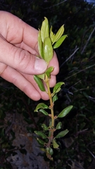 Rhamnus pirifolia