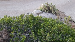 Rhamnus pirifolia