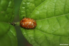 Calligrapha labyrinthica
