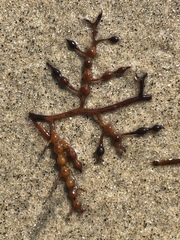Stephanocystis