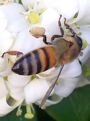 Apis mellifera