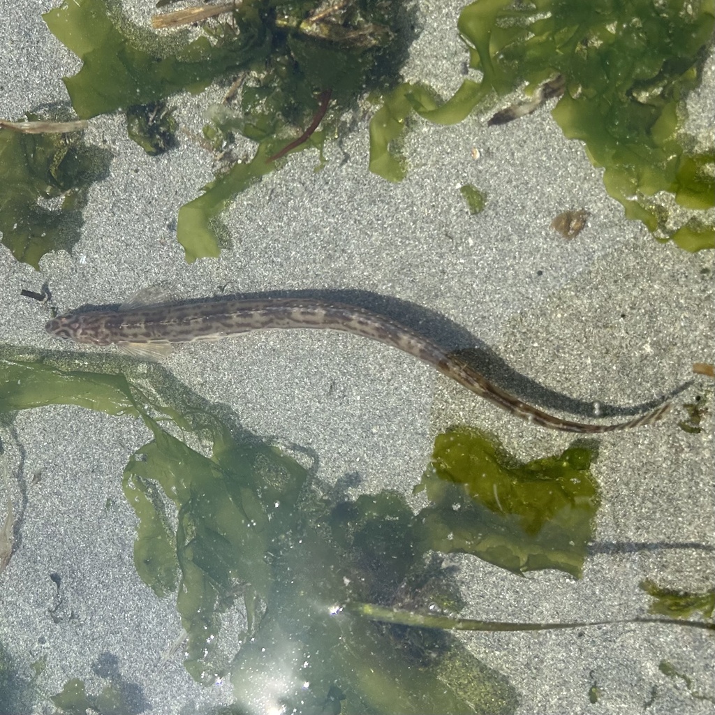 Eel-blenny (Lumpenus sagitta) — Stichaeidae